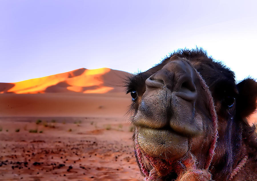 Whoa Camel Photograph by Image By Craig Huxtable