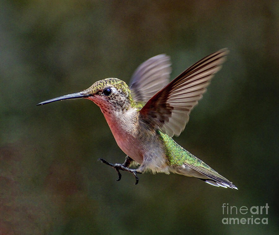 Whoa - Juvenile Ruby-throated Hummingbird Photograph