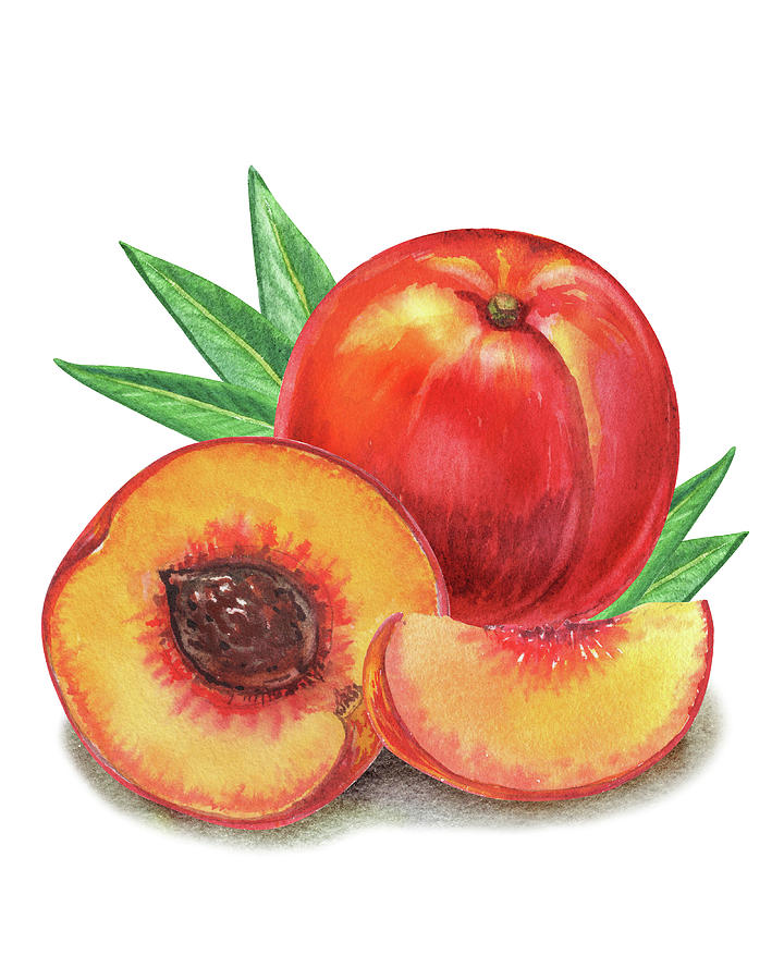 Whole And Cut Peach Watercolor Illustration  Painting by Irina Sztukowski