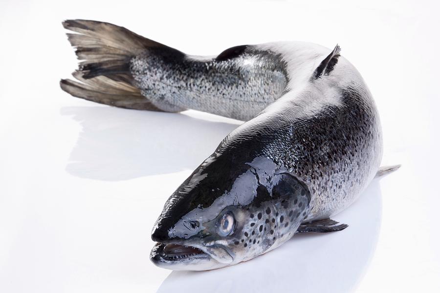 Whole Fresh Salmon Photograph by Wawrzyniak.asia