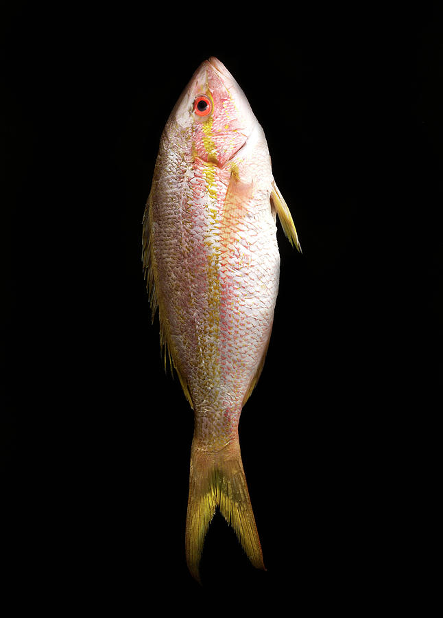 Whole Sea Bass Photograph by Shana Novak - Fine Art America