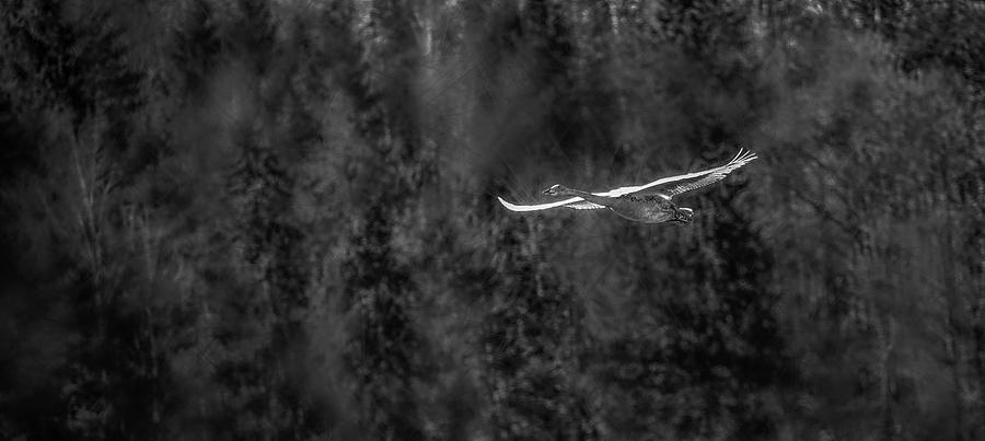 Whooper Swan BW #i5 Photograph by Leif Sohlman