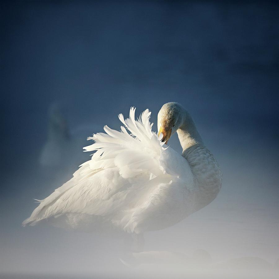 Whooper Swan Digital Art by Marco Gaiotti