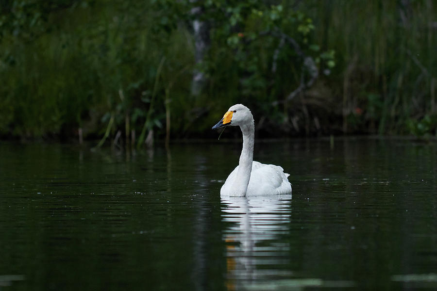 Whooper swan relaxed Photograph by Jouko Lehto