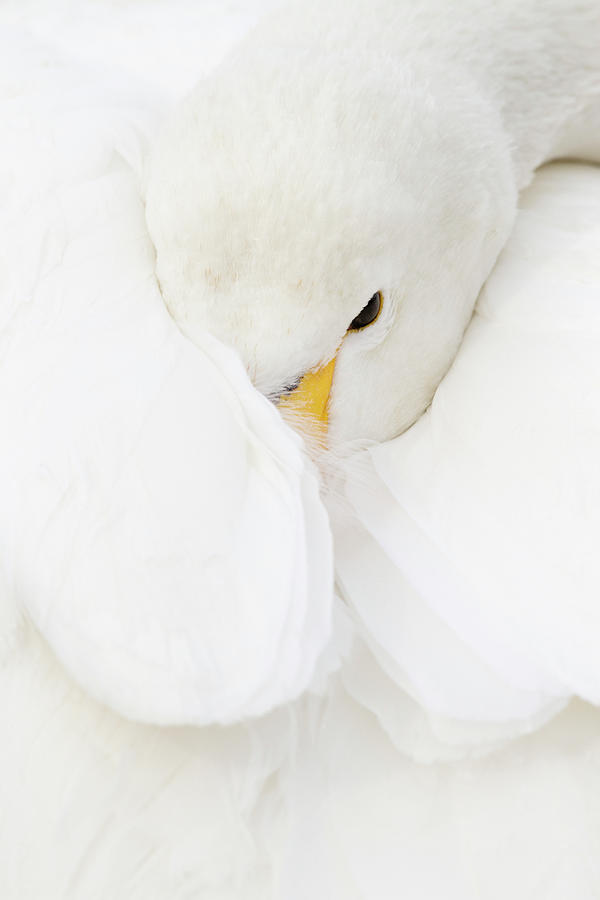 Whooper Swan Wrapped In Wing Photograph by Pixelchrome Inc