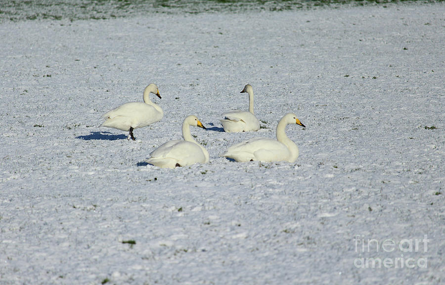 Whooper Swans Donegal Ireland Photograph by Eddie Barron