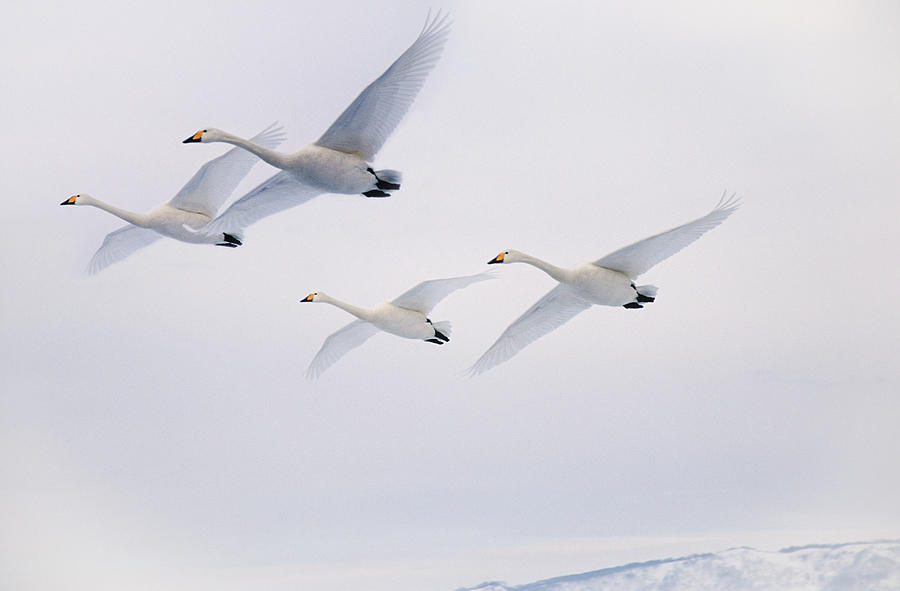 Whooper Swans In Flight Photograph by Mike Hill