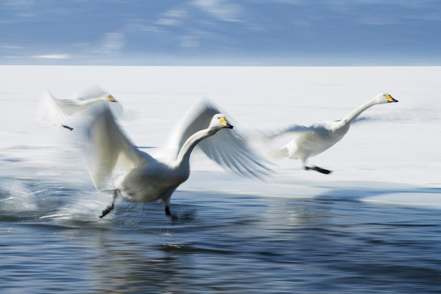 Whooper Swans Landing On Lake Photograph by Pixelchrome Inc
