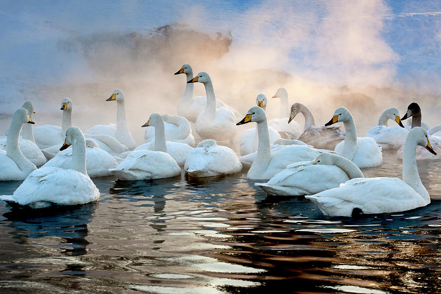 Whooper Swans On The Surface Of A Lake Photograph by Mint Images - Art Wolfe
