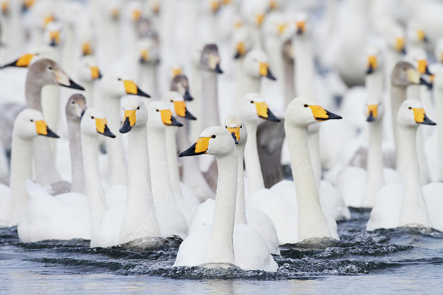 Whooper Swans Swimming In Lake Photograph by Pixelchrome Inc