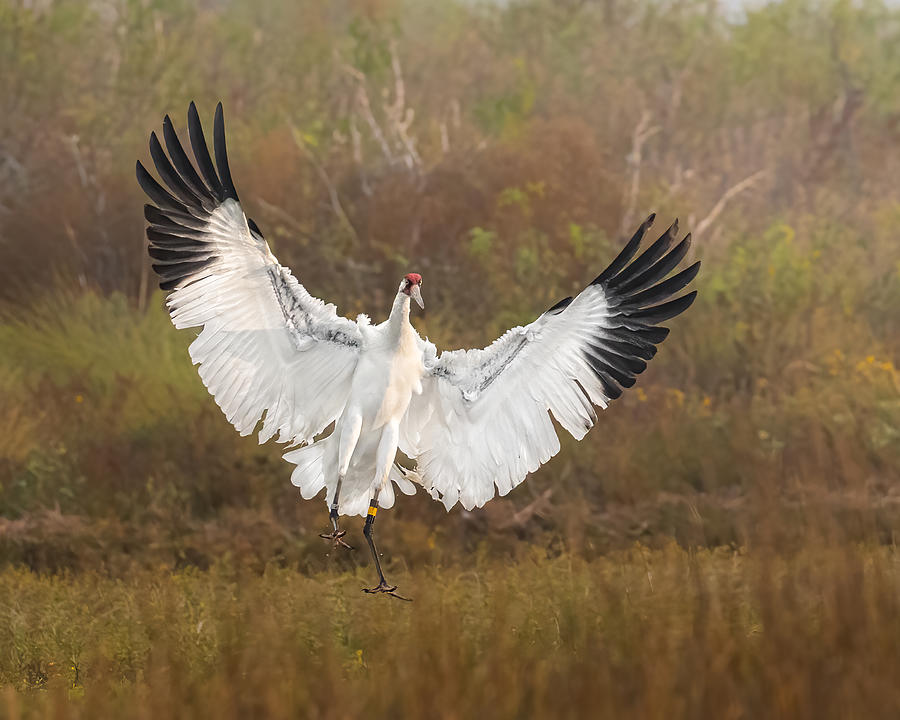 Crane Photograph - Whooping Crane In Early Morning by Siyu And Wei Photography