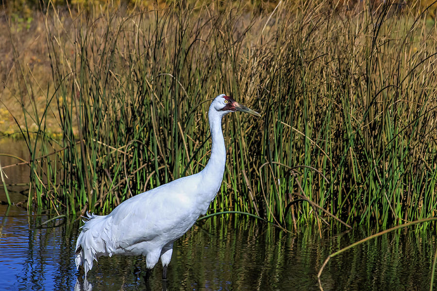 Whooping Crane in Pond Photograph by Dawn Richards