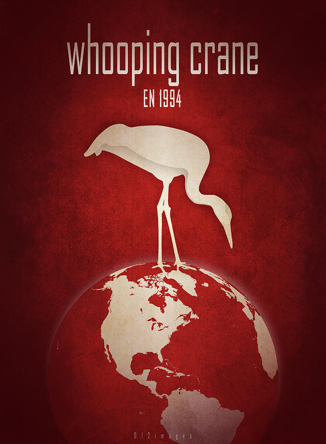 Whooping crane Digital Art by Moira Risen