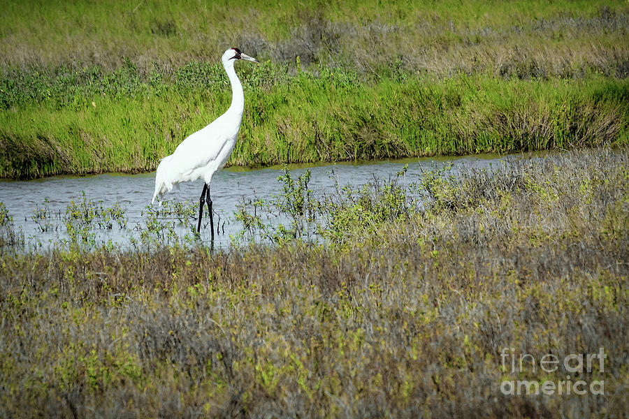 Whooping Crane on Wetlands Photograph by Lawrence Burry