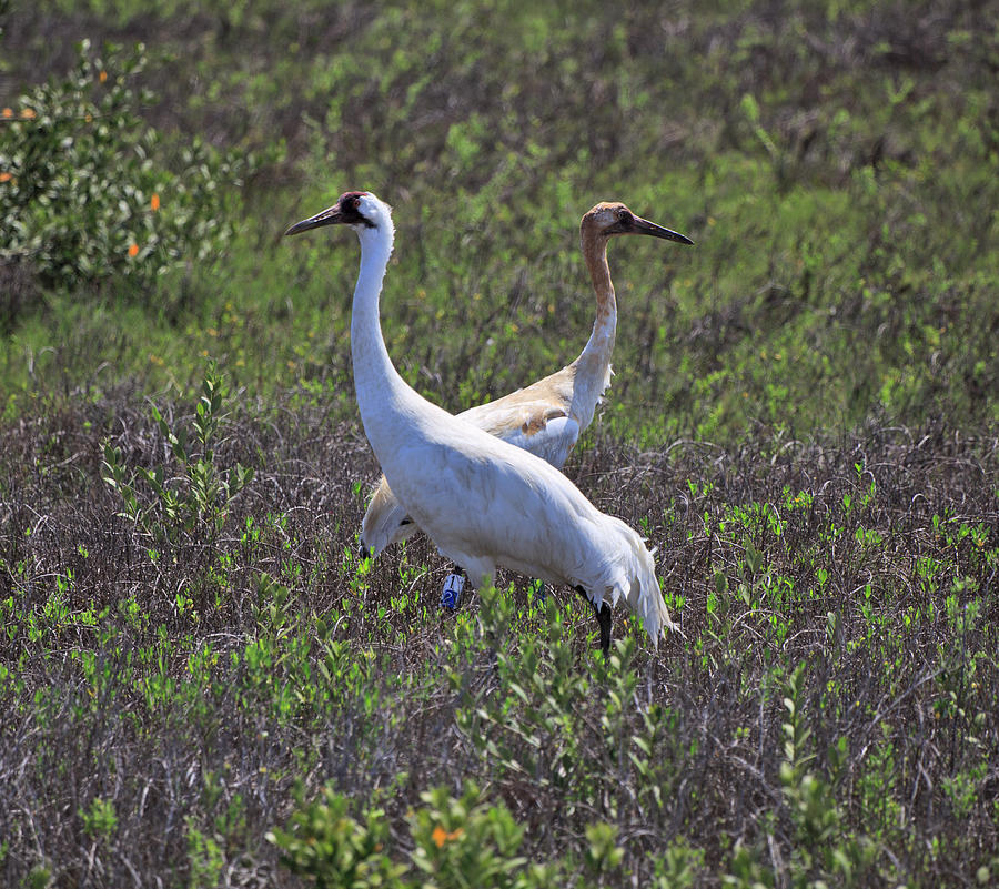 Whooping Crane With Chick Grus Americana Photograph by Louise Heusinkveld
