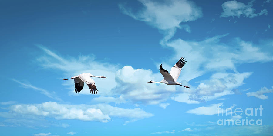 Whooping Cranes in Flight Photograph by Lawrence Burry
