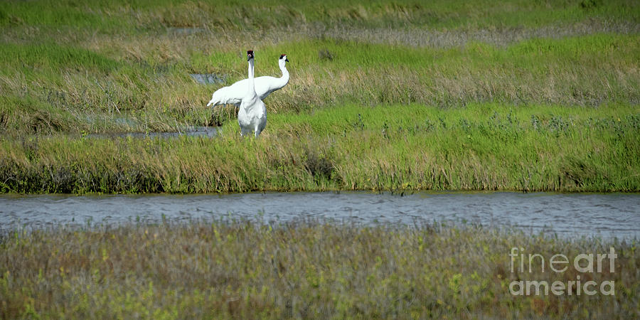 Whooping Cranes n Wetlands Photograph by Lawrence Burry
