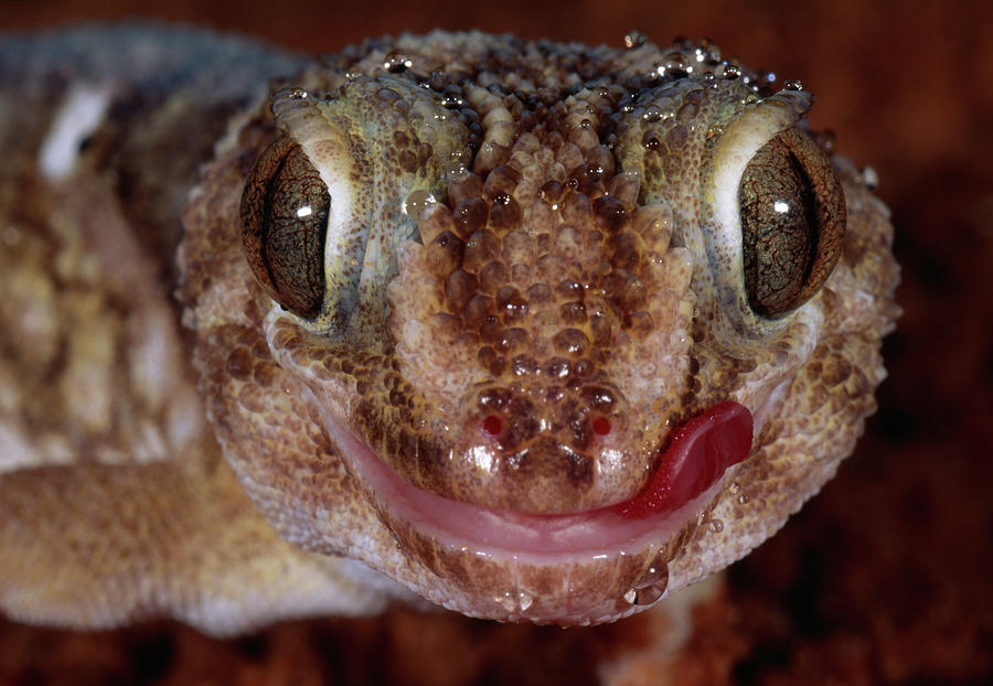 Whorled Sand Gecko  Face Detail Photograph by Nhpa