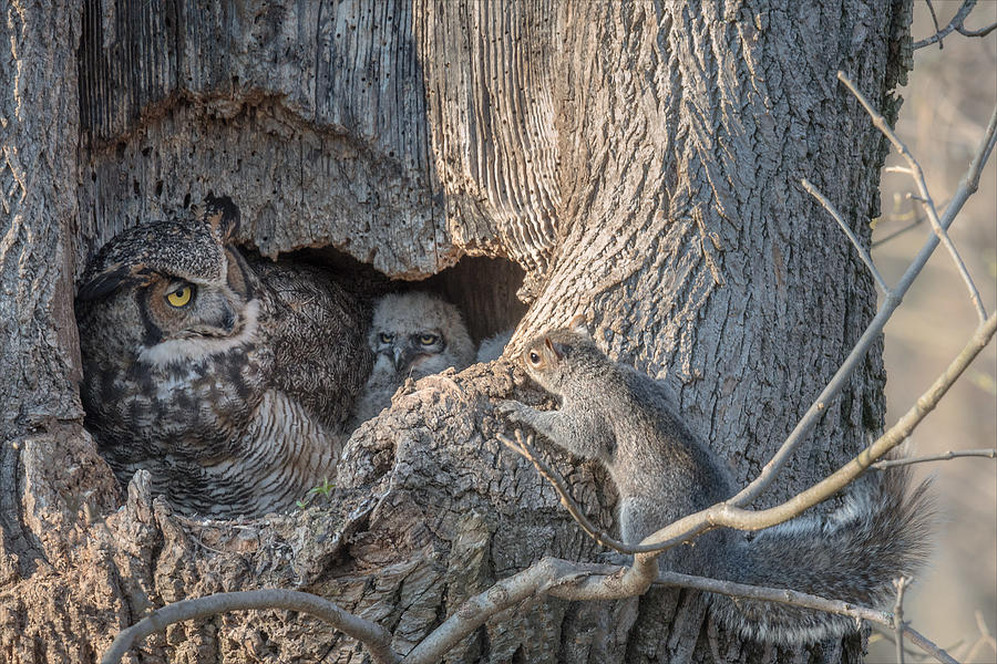 Owl Photograph - Whos Coming To Dinner????? by Nick Kalathas