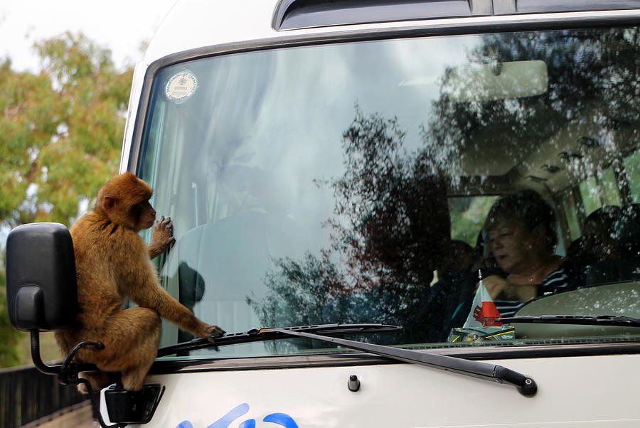 Who's Driving this Thing, Anyway? by Laurel Talabere Who's Driving this Thing, Anyway? by Laurel Talabere