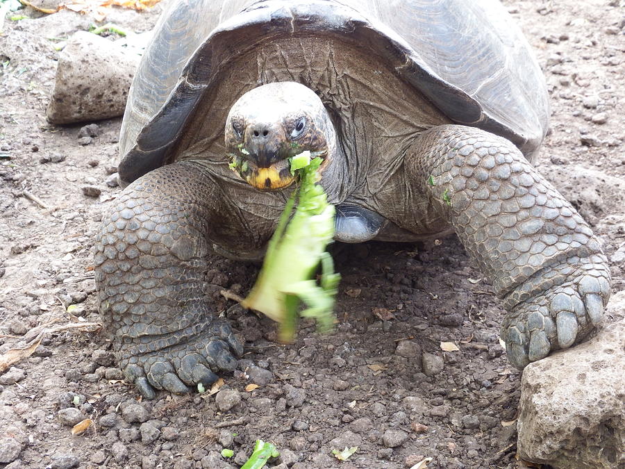 Who's Hungry Photograph By Thaddeus Jones - Fine Art America