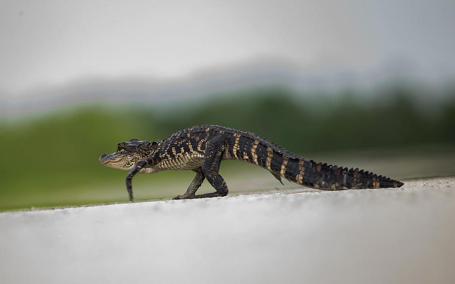 Why did the Gator cross the road? by Kevin Banker Why did the Gator cross the road? by Kevin Banker