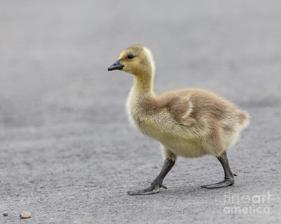 Why did the Gosling Cross the Road? Photograph by Alma Danison
