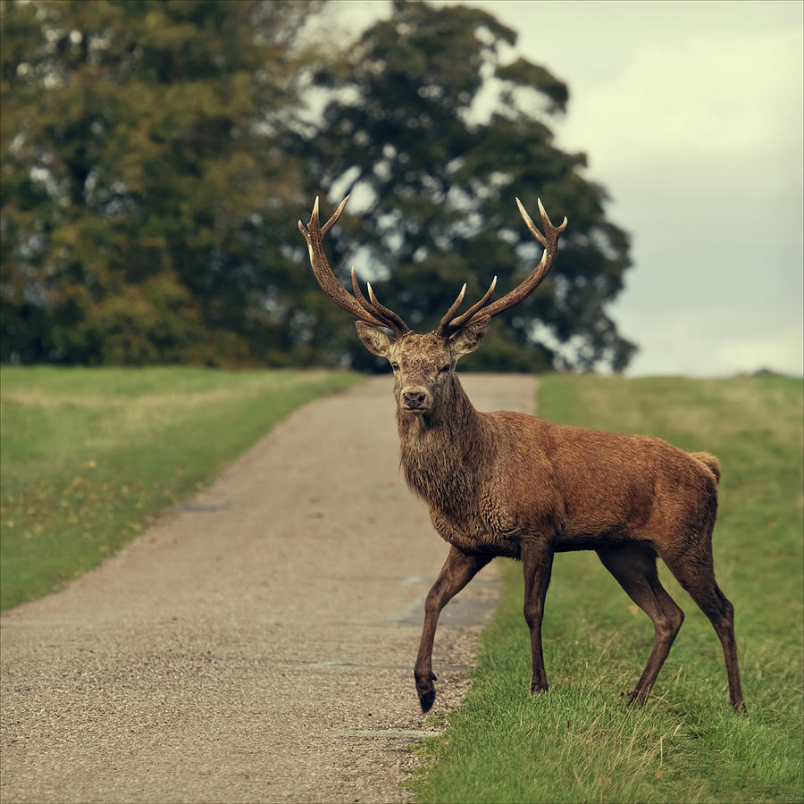 Why Did The Stag Cross The Road Photograph by Blackcatphotos