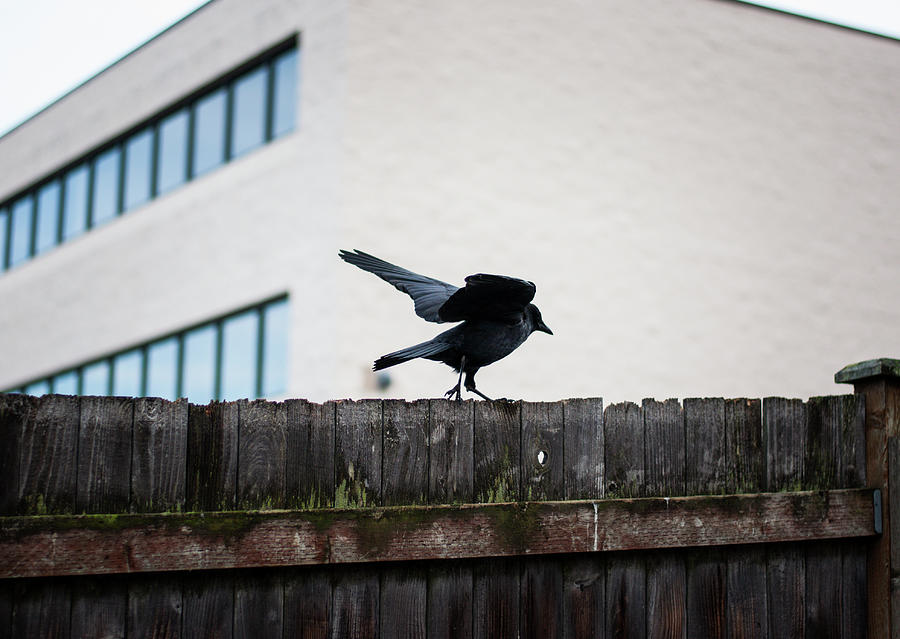 Why Fly, When You Can Walk Photograph by Zen Wolfang - Fine Art America