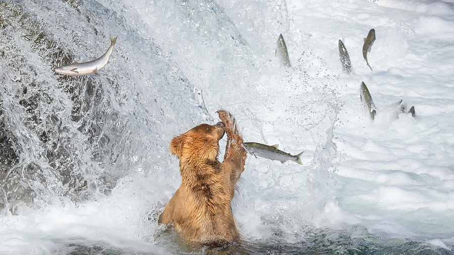 Alaska Photograph - Why Not Catch It? by Richard Liu