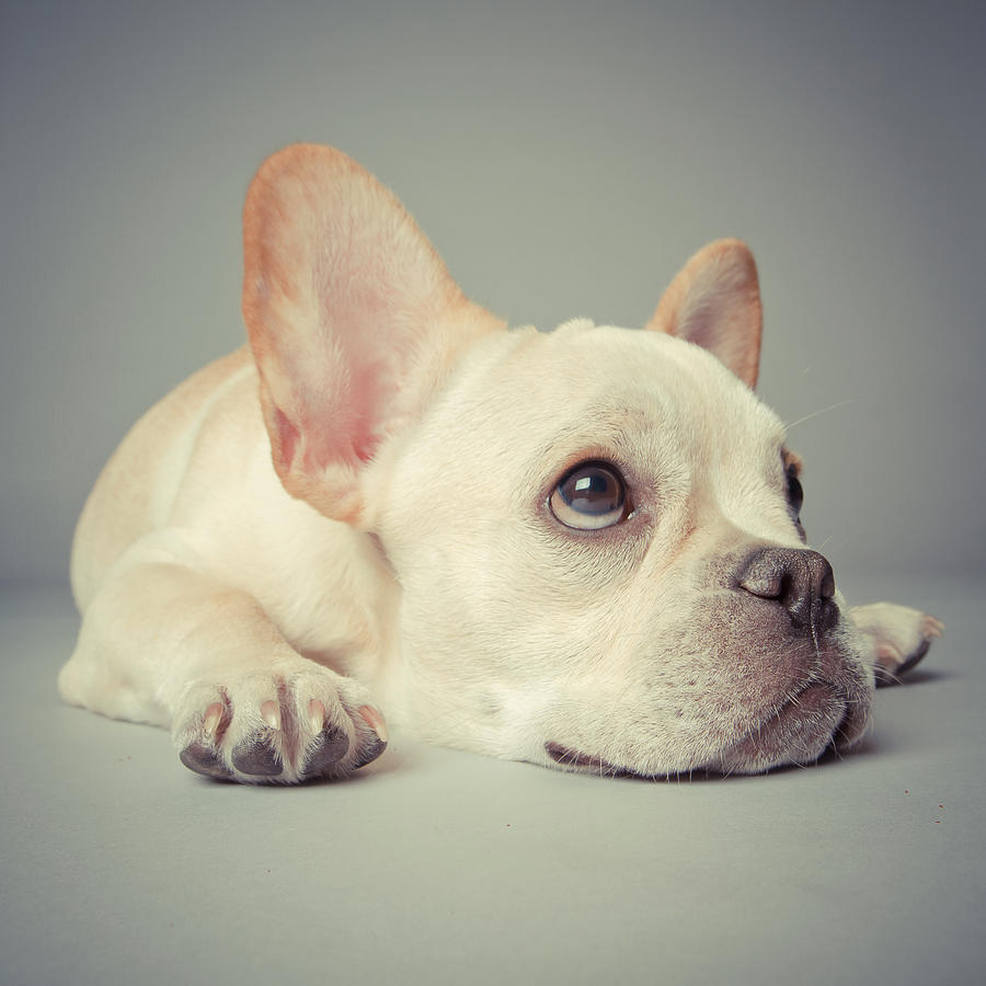 Animal Photograph - Why So Glum by Square Dog Photography