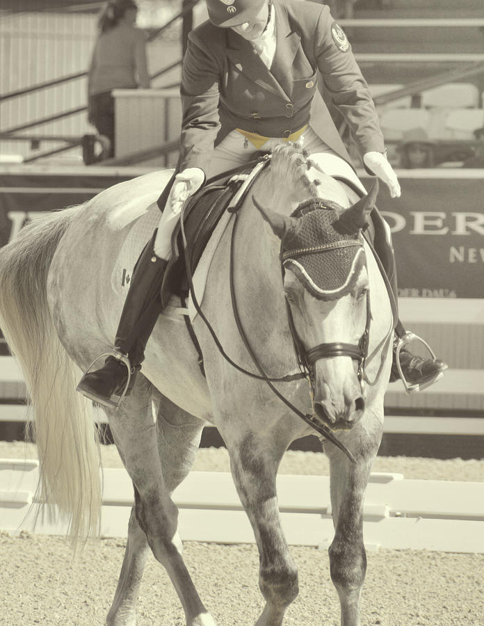 Wicked Grey Photograph by Dressage Design