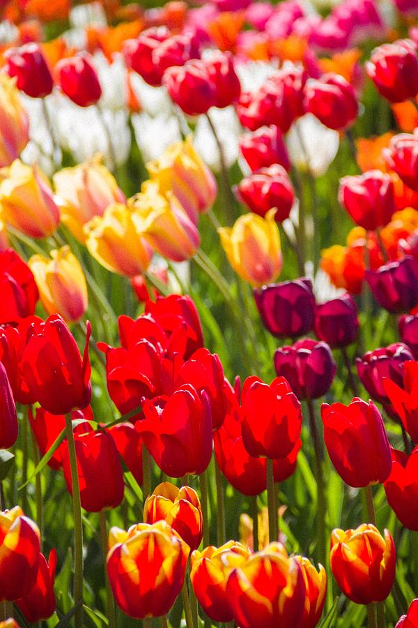 Wicked Tulips Photograph by Alexandra Herzog - Fine Art America