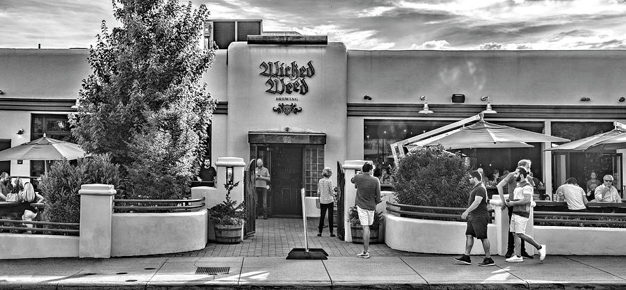 Wicked Weed Black and White Photograph by Sharon Popek
