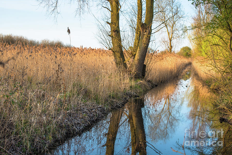 Nature Photograph - Wicken Fen scenic by Andrew Michael