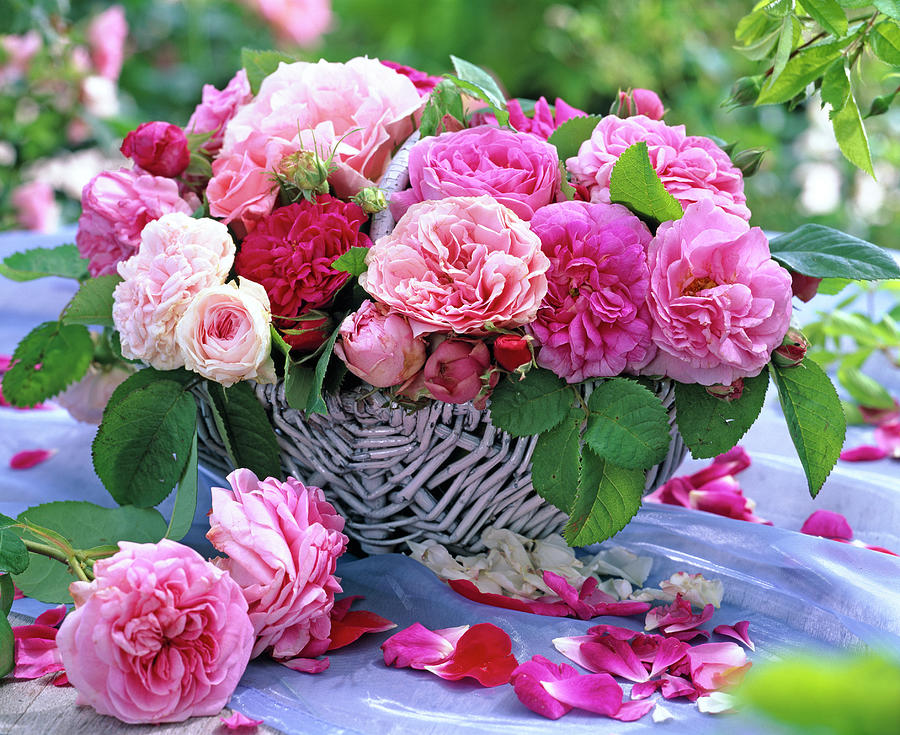 Wicker Basket With Historical Roses rose De Resht pink Photograph by Friedrich Strauss