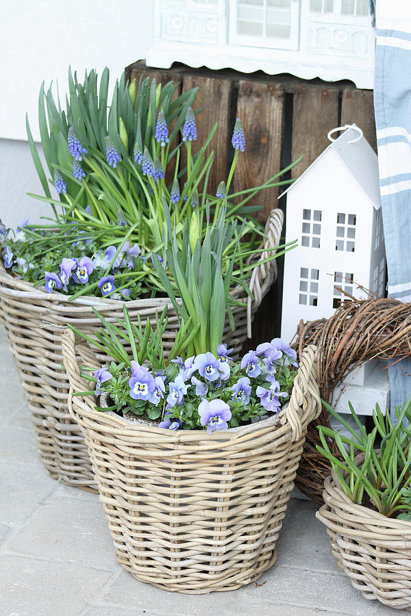 Wicker Baskets Planted With Blue Spring-flowering Plants Photograph by Hilda Hornbachner