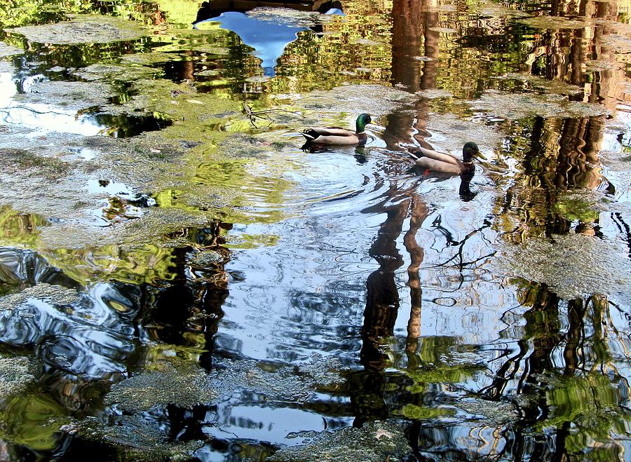 Wickham Park Pond Photograph by Zeitlin Giffen