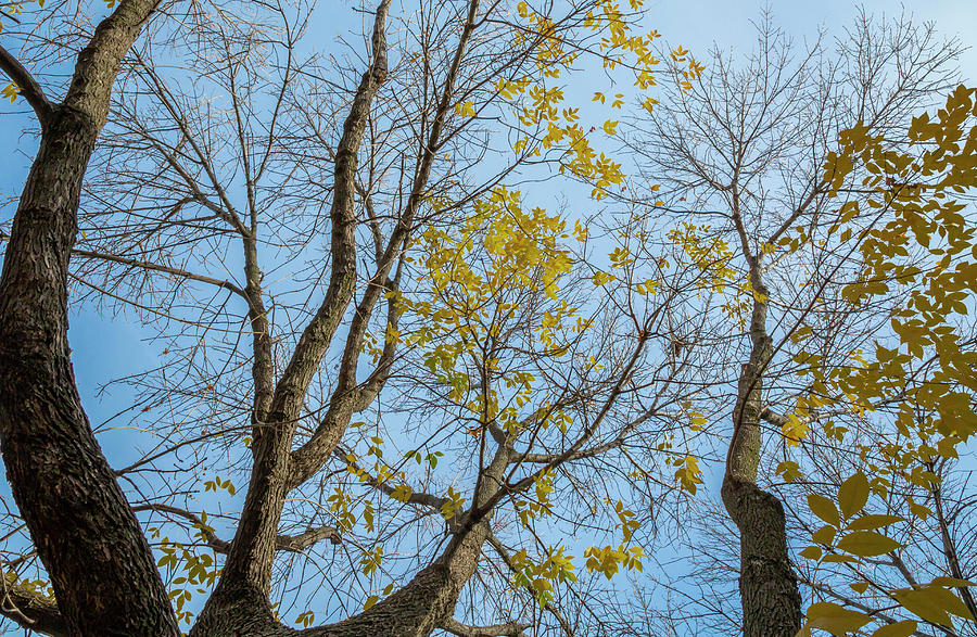 Wide Angle Fall View by Cate Franklyn Wide Angle Fall View by Cate Franklyn