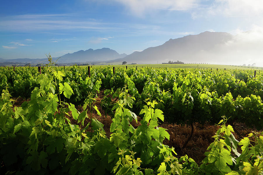 Wide Angle View Of Lush Green Vineyards Photograph by Hougaard Malan