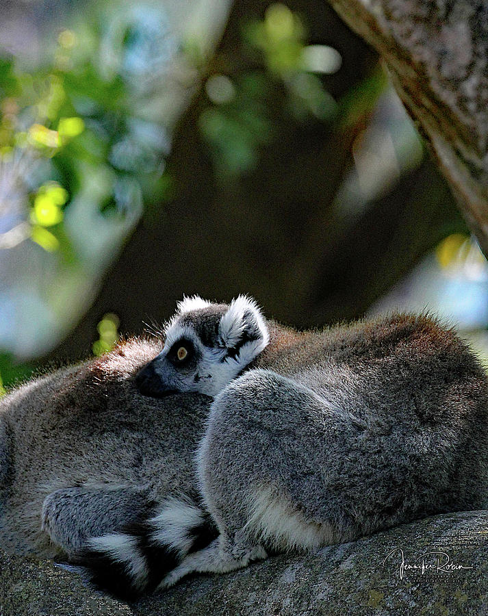 Wide Eyed Lemur Photograph by Jennifer Robin