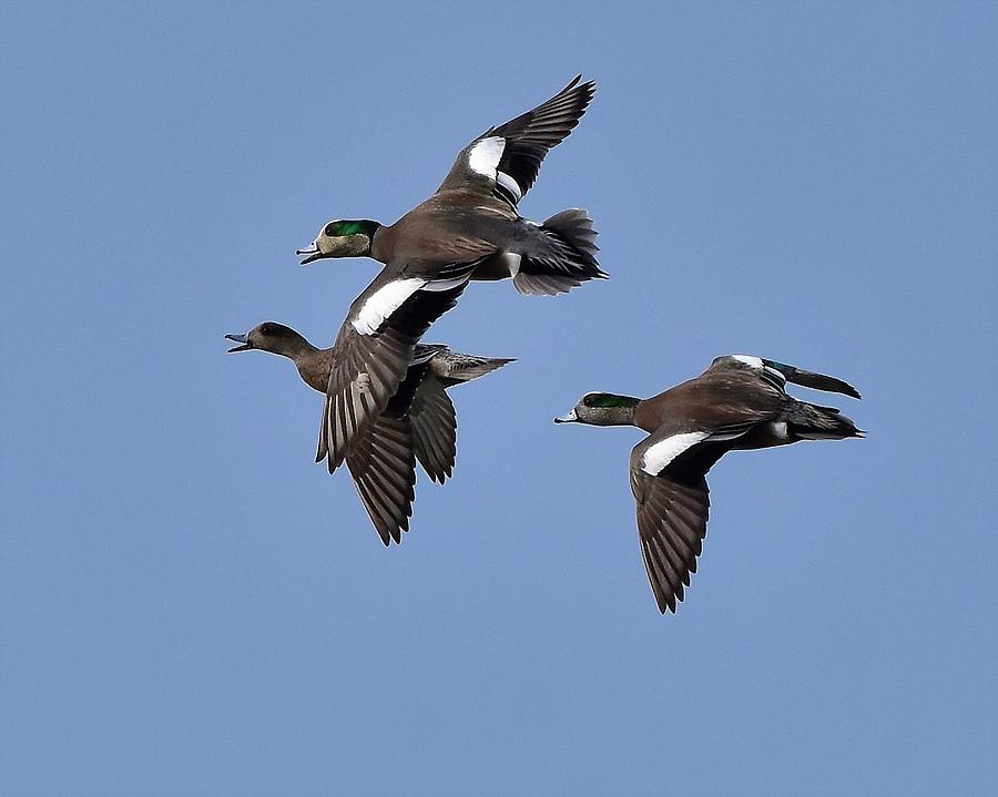 Widgeons in flight Photograph by Dwight Eddington | Fine Art America