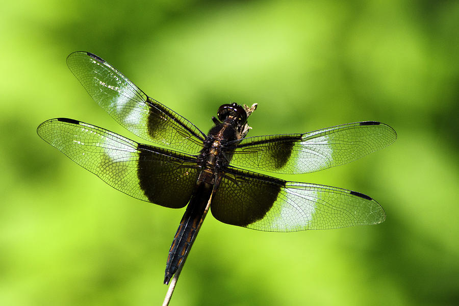 Widow Skimmer Dragonfly Photograph by Christina Rollo