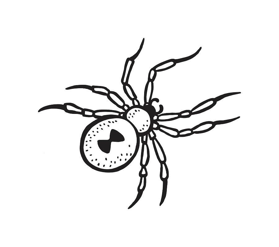 Black And White Drawing - Widow Spider by CSA Images