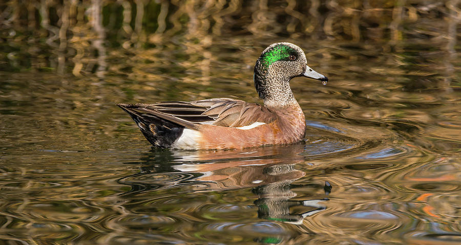 Wigeon And Abstract Reflections Photograph