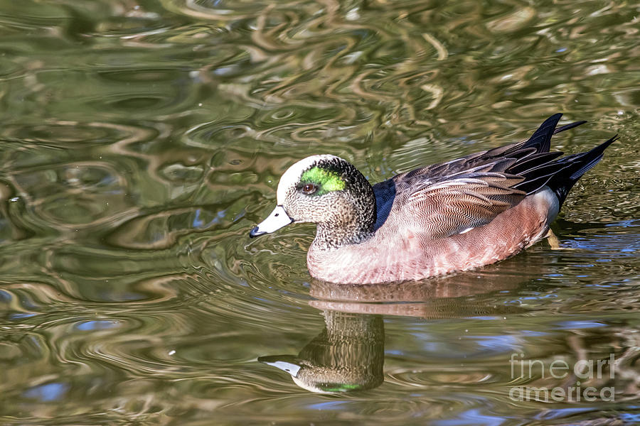 Wigeon Reflected by Kate Brown Wigeon Reflected by Kate Brown