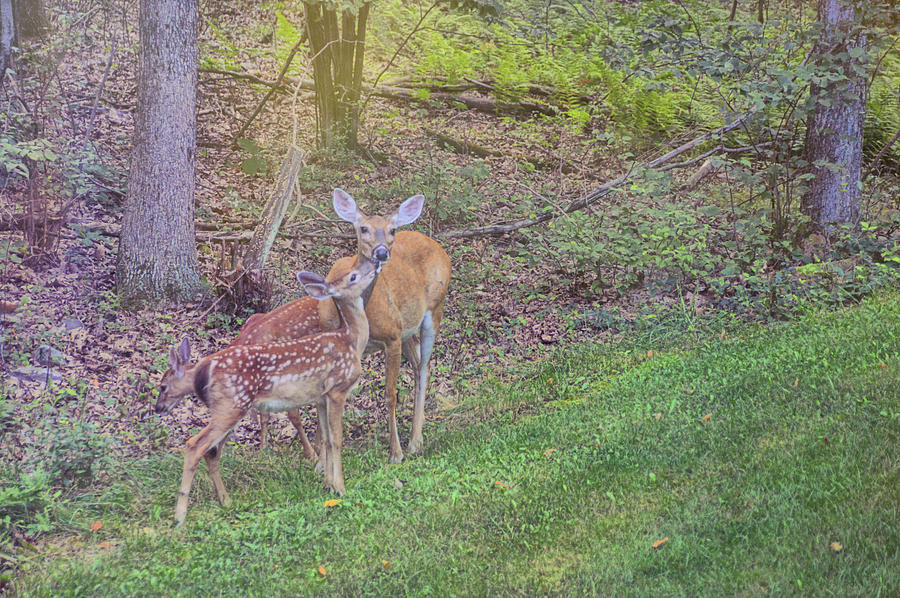 Deer Photograph - Wild Affection by JAMART Photography