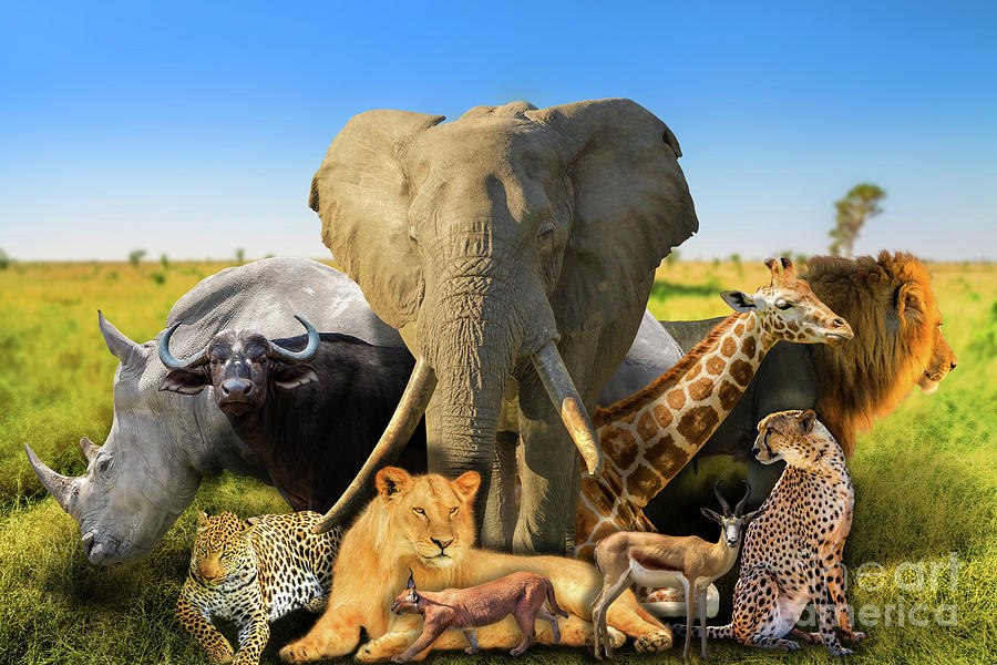 Wild african animals background Photograph by Benny Marty
