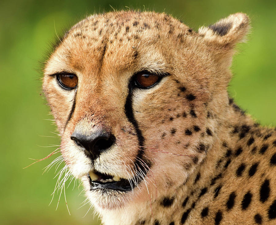 Wild African Cheetah Photograph by Ad and Cherie Photography | Fine Art ...