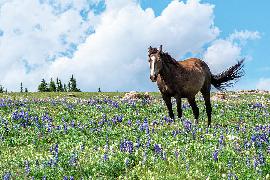Wild and Free Mustang of Pryor Mountain Photograph by Douglas Wielfaert